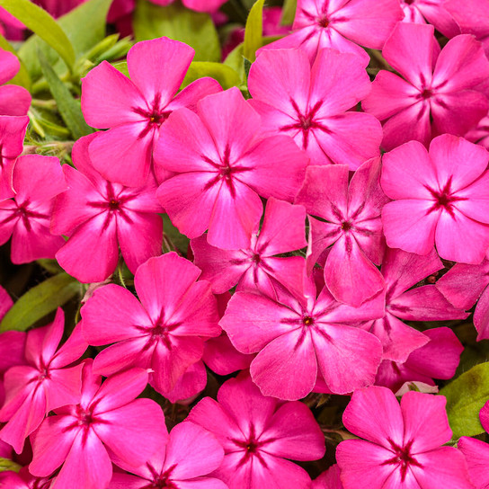 Southern Blaze™ Bright Pink Phlox covered in pink bloom