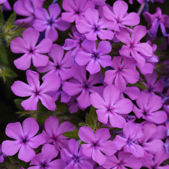 Candy Cloud™ Pink Phlox full of blooms