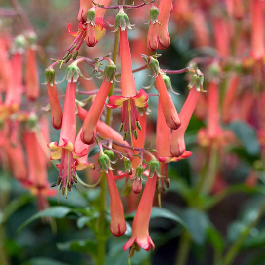 Colorburst™ Orange Cape Fuchsia Flowers Close Up