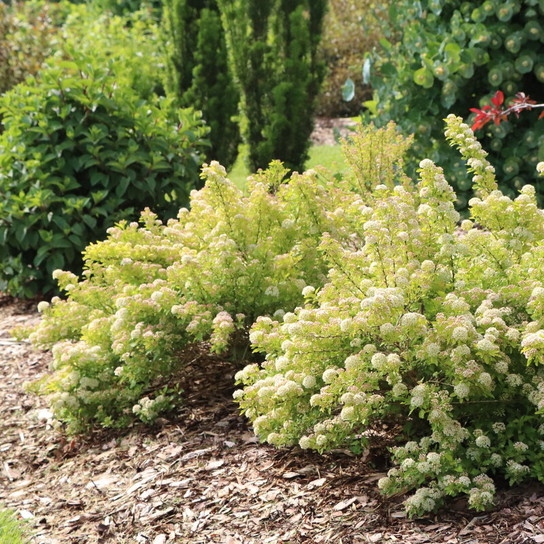 Pickleball™ Ninebark in the landscape