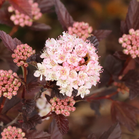 Summer Wine® Rosé Ninebark flower bloom close up