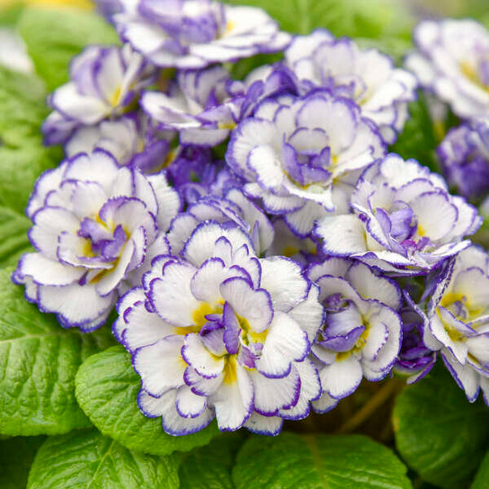 Belarina® Rhapsody Primrose multicolor flower