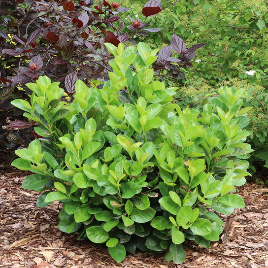 Jade Turtle™ Cherry Laurel growing in mounded form