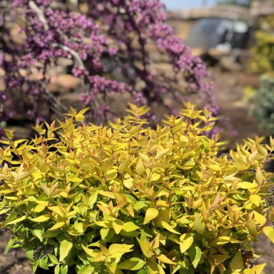 Mango Twist™ Abelia Shrub