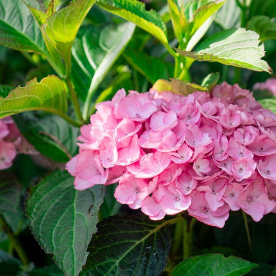 hydrangea mac soul mate bloom and leaves