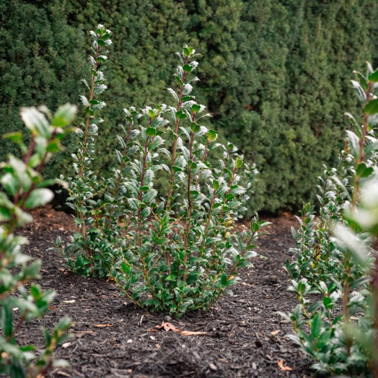 ilex great neighbor landscape