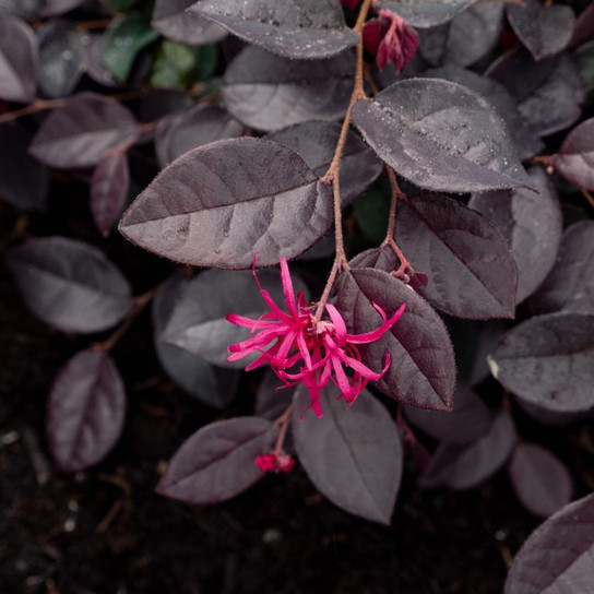 Loropetalum Plum Gorgeous dark foliage
