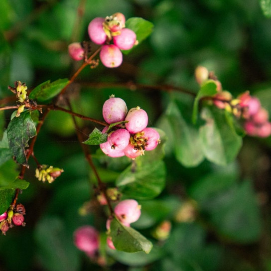 symphoricarpos pink posy berries close up
