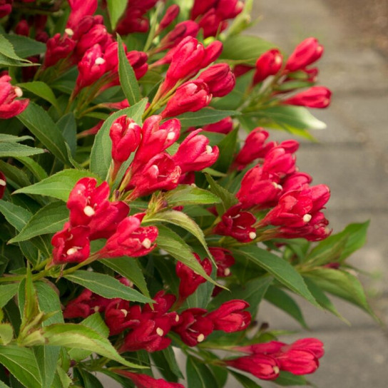 Weigela Crimson Kisses bloom focus