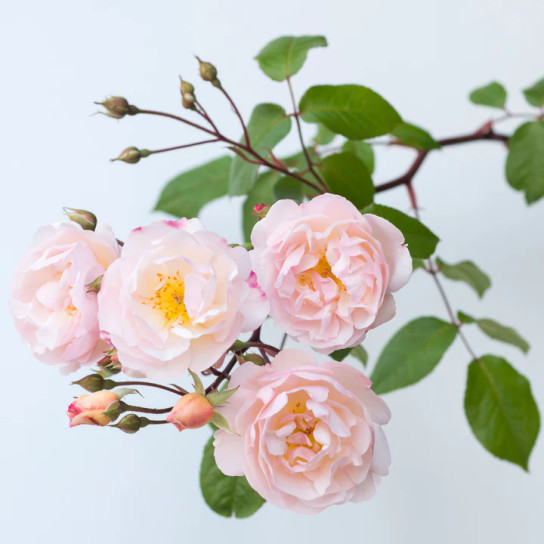 Three pale pink blooms and buds on white