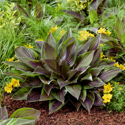 Red Ninja Hosta Full Plant