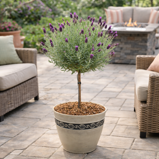 Anouk Spanish Lavender Tree Form on Patio