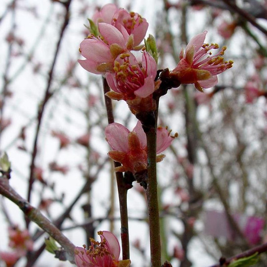 Reliance Peach Tree branches with flowers