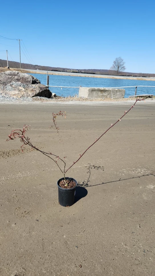 Dragon Tears Japanese Maple