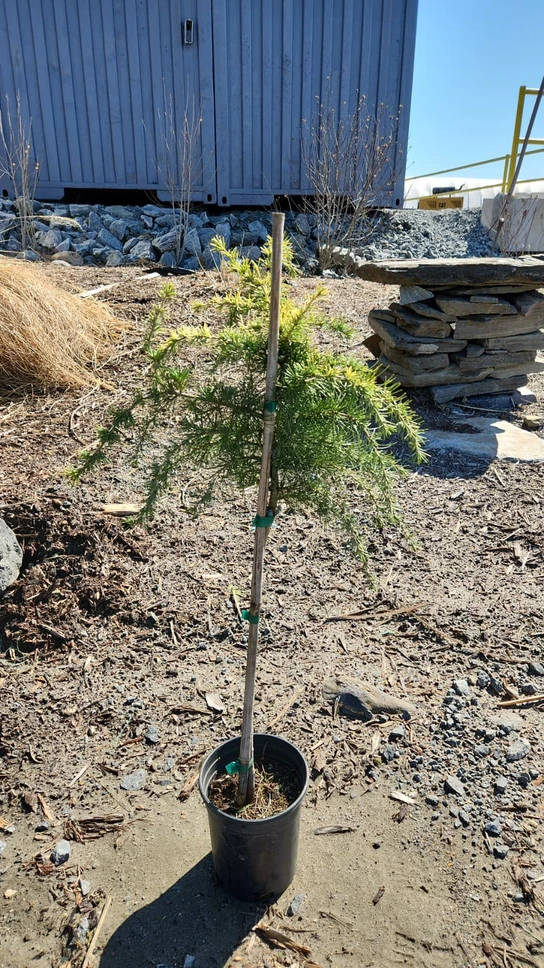 Gold Cascade Deodar Cedar Tree Form