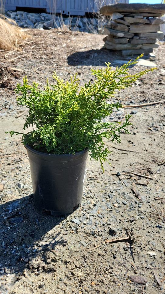 Golden Hinoki Cypress