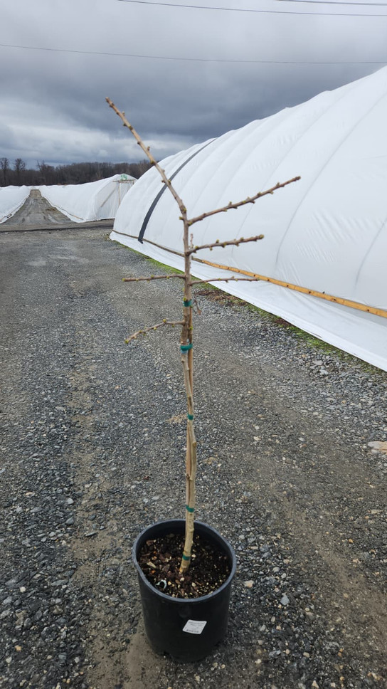 Troll Dwarf Ginkgo Tree
