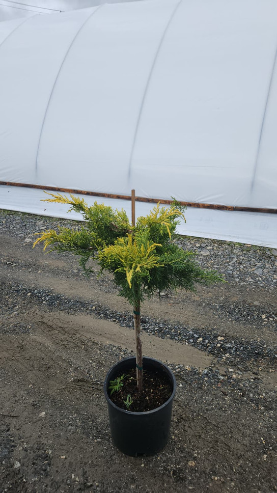 Gold Lace Juniper Tree Form