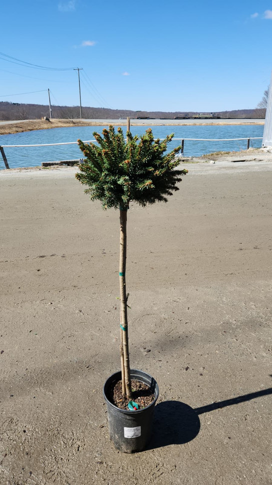 Dwarf Norway Spruce Tree Form