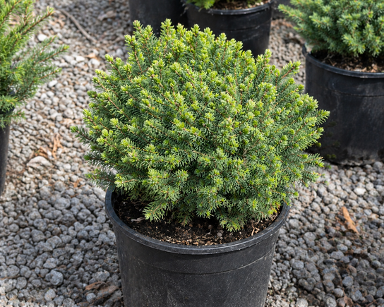 Little Gem Dwarf Norway Spruce in container settings
