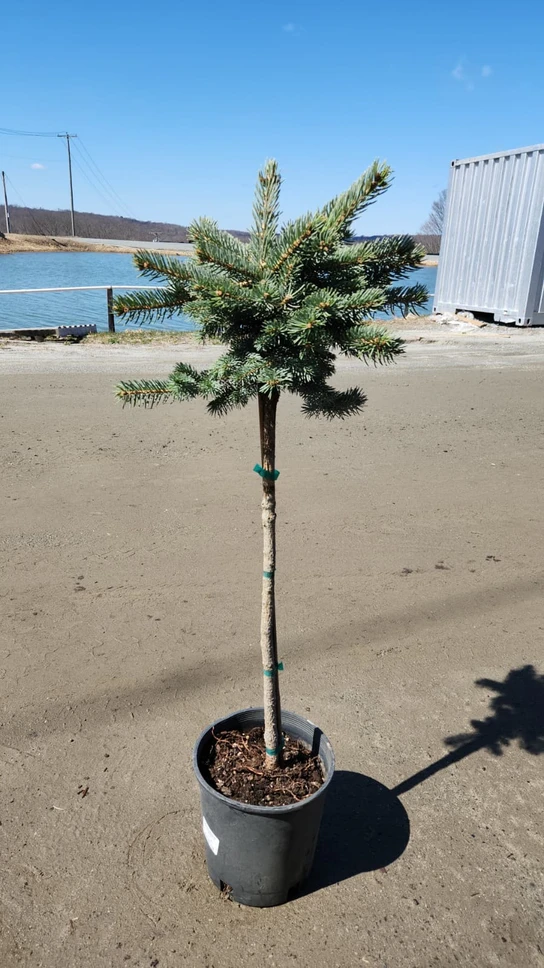 Hockersmith Linda Blue Spruce Tree Form