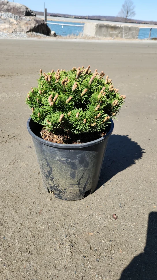 Dwarf Mountain Pine Tree