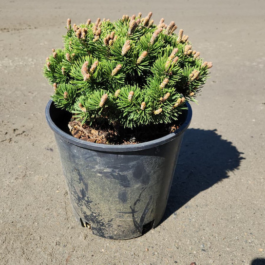 Dwarf Mountain Pine Tree