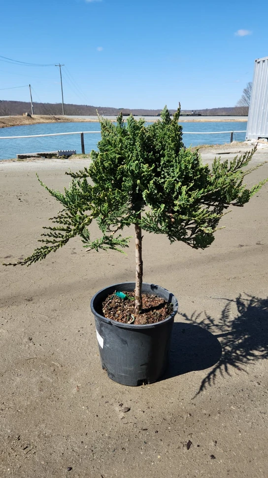 Blue Chip Creeping Juniper Tree Form