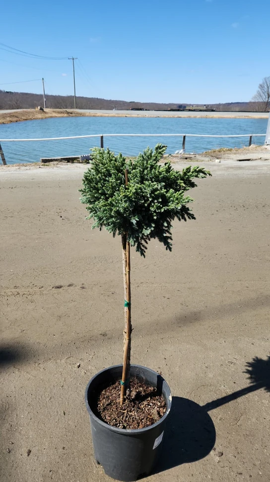 Blue Star Juniper Tree Form