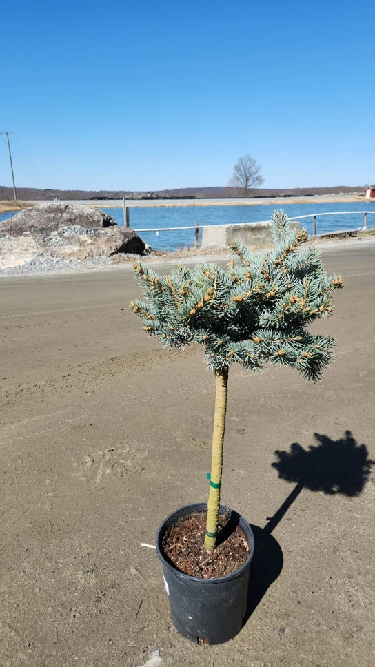 Dwarf Globe Blue Spruce Tree Form