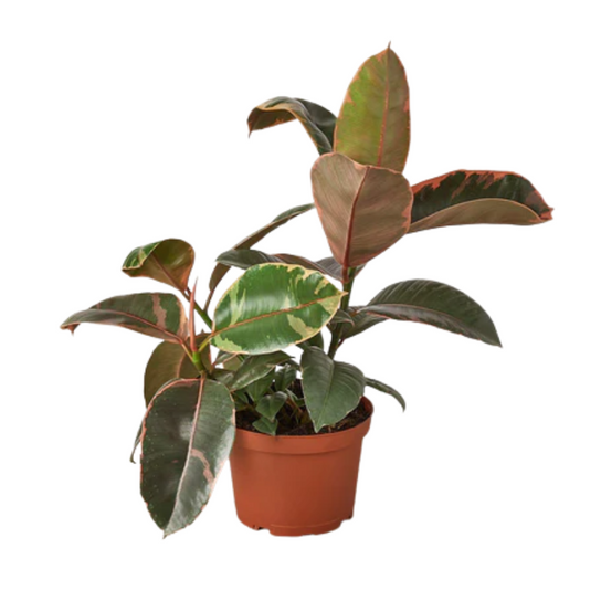 Ruby Pink Rubber Tree