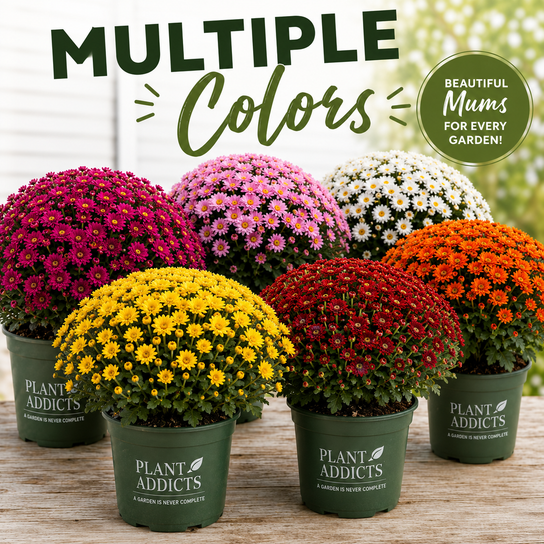 Garden Mum Collection