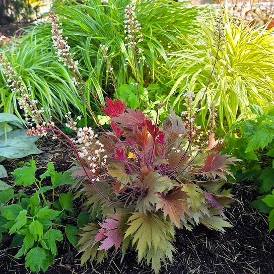 Fyre Wing Amber Coral Bells in landscape