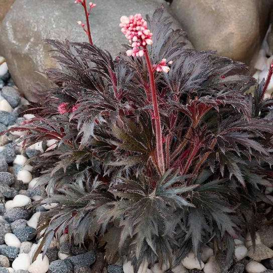 Fyre Wing Jet Coral Bells garden planting