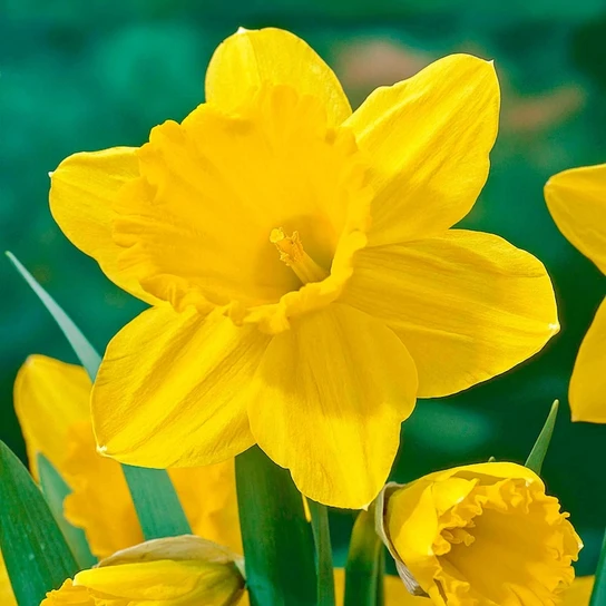Carlton Daffodil bright yellow trumpet bloom