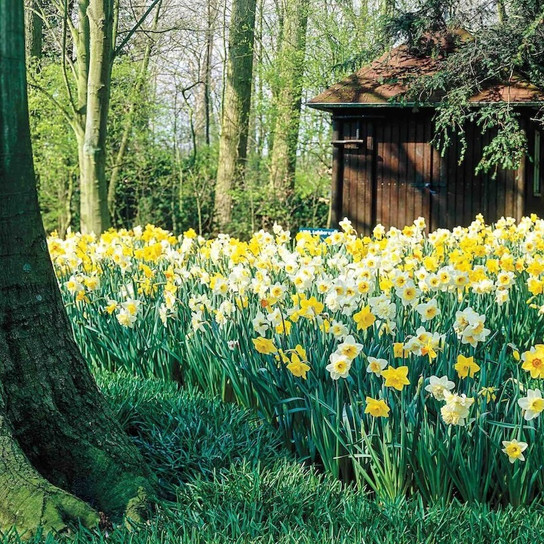 Shade Mix Daffodil assorted spring blooms