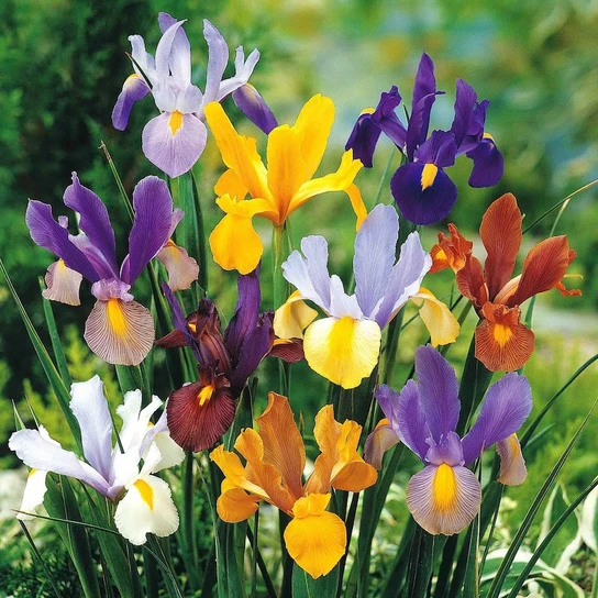 Dutch Iris Mix colorful elegant blooms
