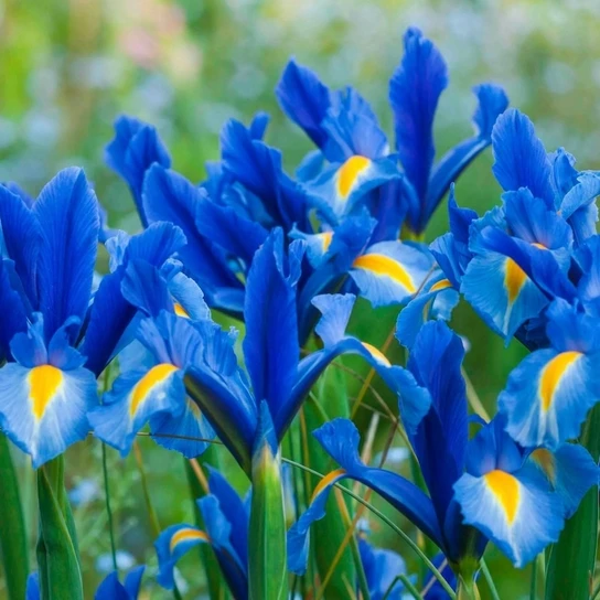Sapphire Beauty Iris blue and yellow bloom