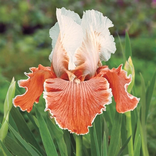 English Charm Daffodil white peach trumpet bloom