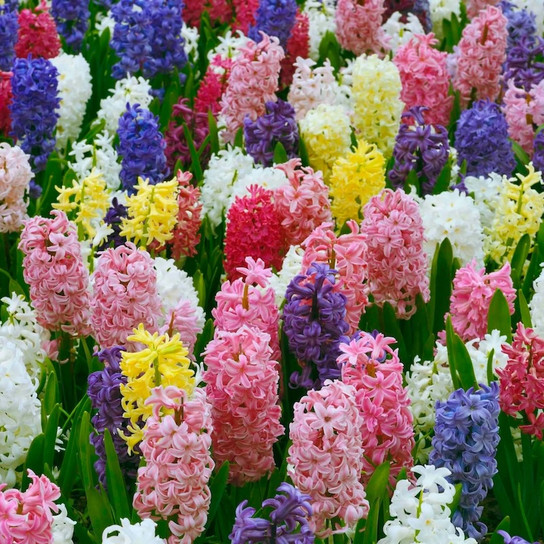 Giant Hyacinth Mix colorful flower spikes