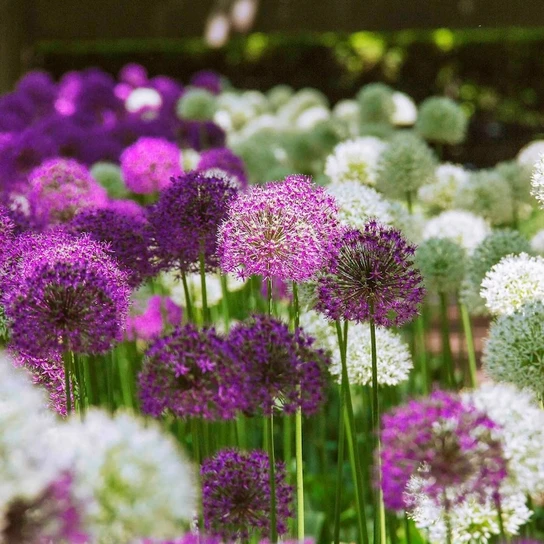 Giant Mixed Allium Super Bag Bulbs