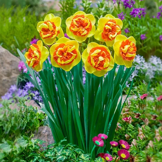 Kiwi Sunset Daffodil yellow orange bloom