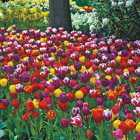 Long Stemmed Perennial Tulip Mix Bulbs