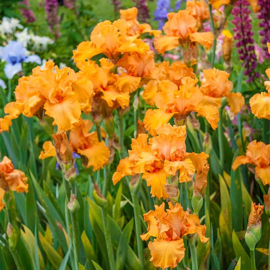 Orange King Iris vibrant orange blooms