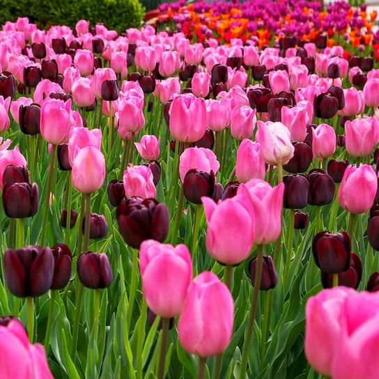 Queen of the Night Tulip dark blooms