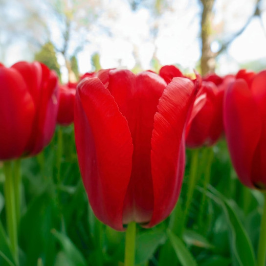 Red Pride Tulip vibrant red blooms