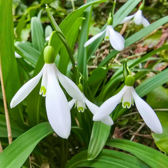Snowdrop delicate white spring blooms
