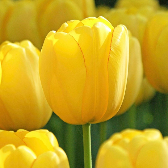 Sun Gold Jumbo Tulip yellow blooms