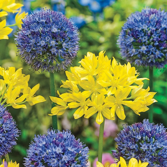 Swedish Flag Allium Duet purple white blooms