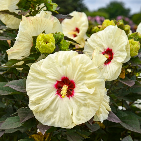 Coconut Cream Rose Mallow creamy white blooms